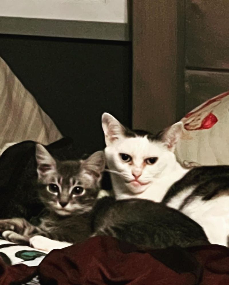 ▲瑪拉對其他貓咪相當友好。（圖／Instagram：buscemi_cat）