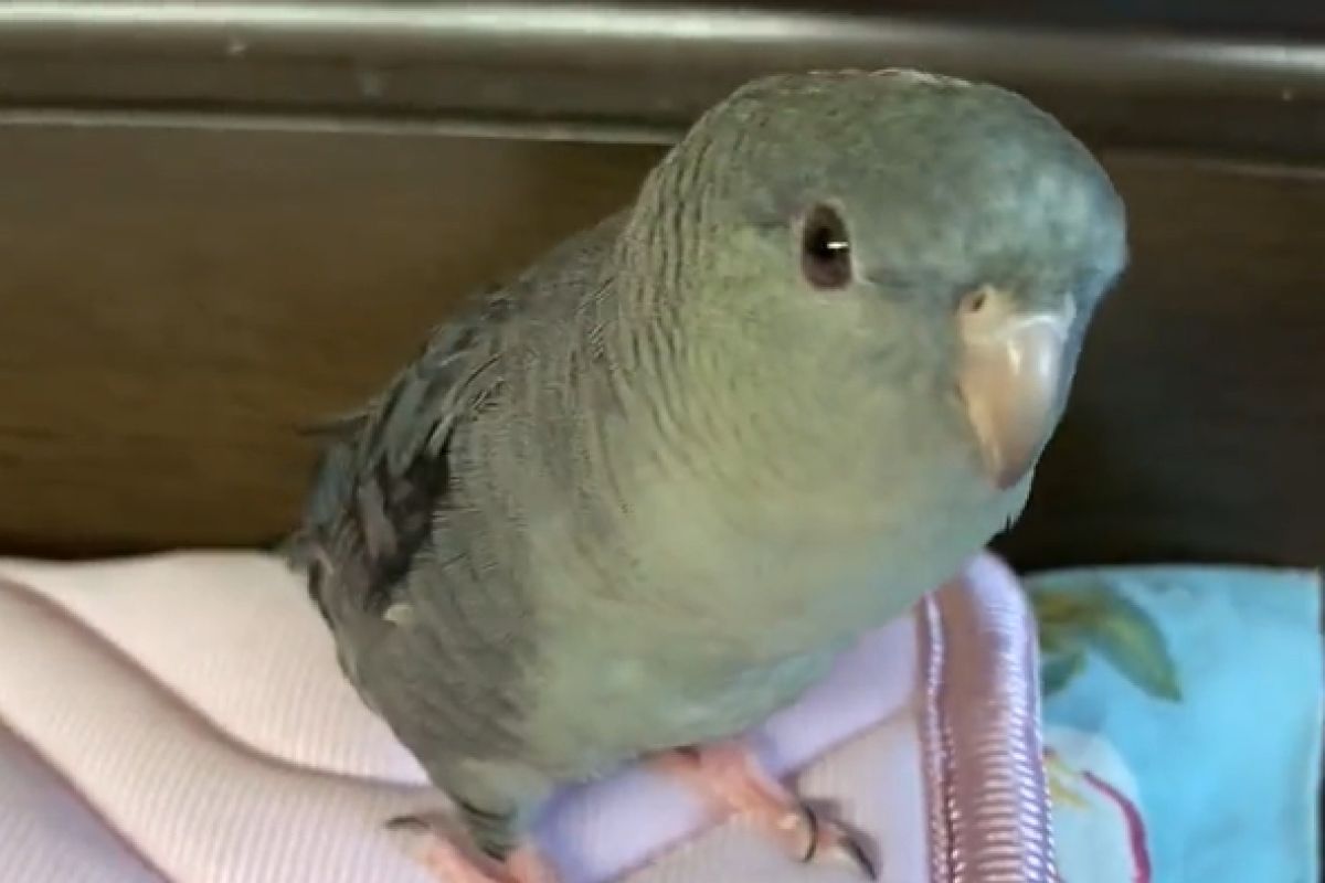 ▲Line的電話鈴聲突然狂響，聲音源頭竟是牠：「我學很像吧」。（圖／Twitter：_elze）