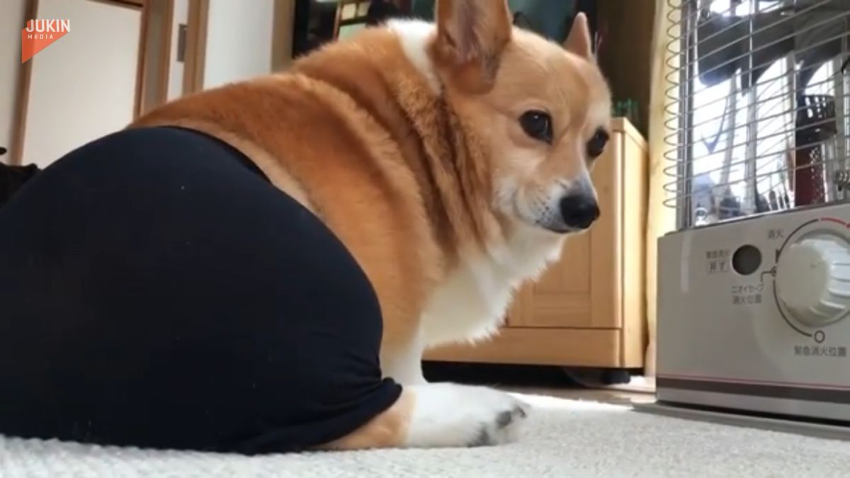 ▲一隻柯基身穿黑色緊身褲，慘遭主人鹹豬手攻擊，最後牠受不了轉身怒瞪。（圖／AP美聯社／Jukin media）