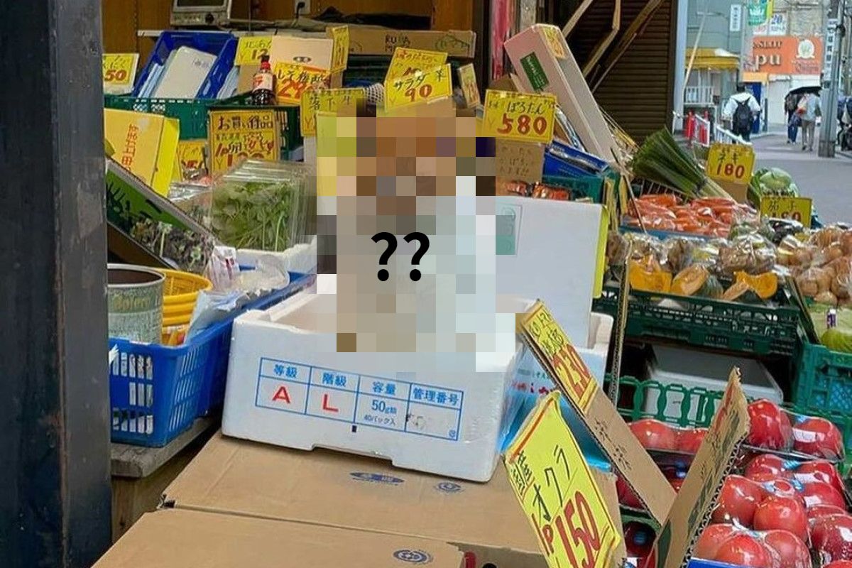 ▲日本一間蔬果店的店經理是「多肉生物」，出現就能招攬客人。（圖／IG帳號kikuya.seikaten）