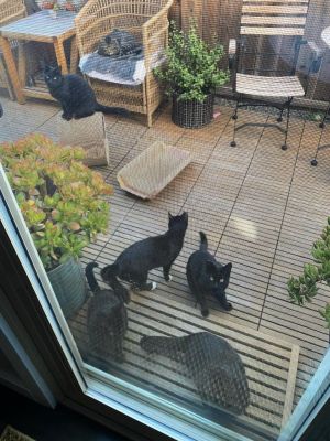 ▲這群黑貓疑似是「先生」的小孩，天天在院子裡嗨玩，而妮琪也會為牠們準備食物及清水。（圖／FB帳號Nikki Byrne）
