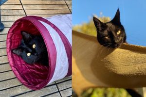 ▲妮琪的院子根本就是貓天堂，貓咪們總是愜意地在院子裡玩耍曬、日光浴。（圖／FB帳號Nikki Byrne）