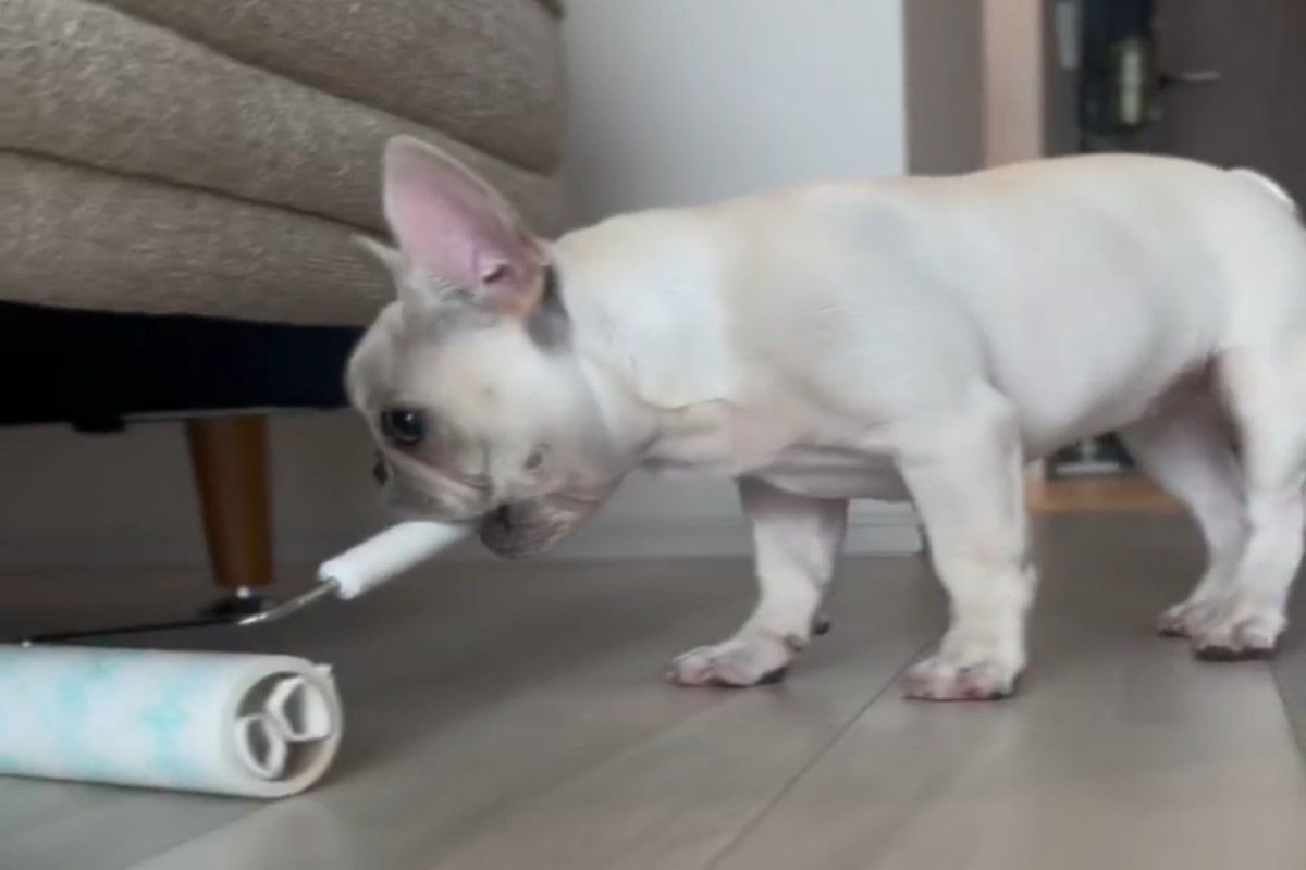 ▲日本一隻法鬥犬會主動叼黏毛滾輪清潔地板！（圖／IG帳號momo.a07192022）