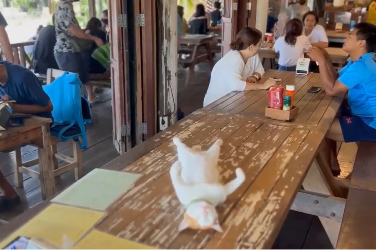 ▲小店客滿！毛奧客仰面坦肚占整桌，網笑：「手忍不住了」。（圖／Twitter：twitkocheng） 