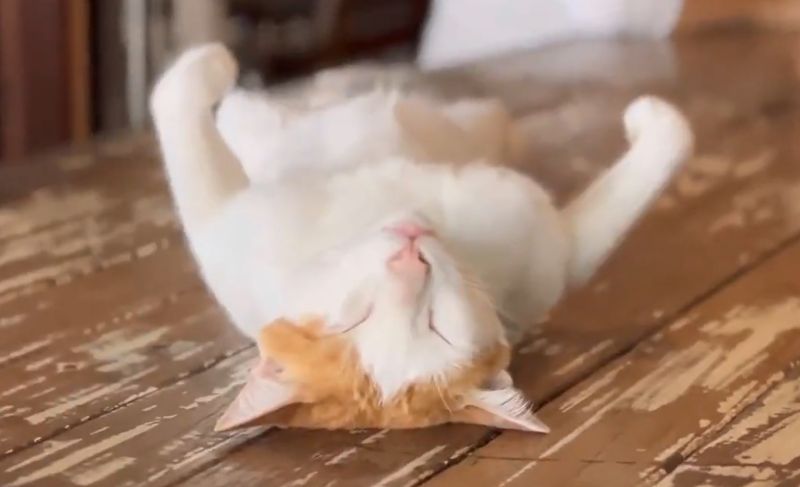 ▲橘白貓：誰都不能阻止我睡覺！誰都不能…Zzz（圖／Twitter：twitkocheng） 