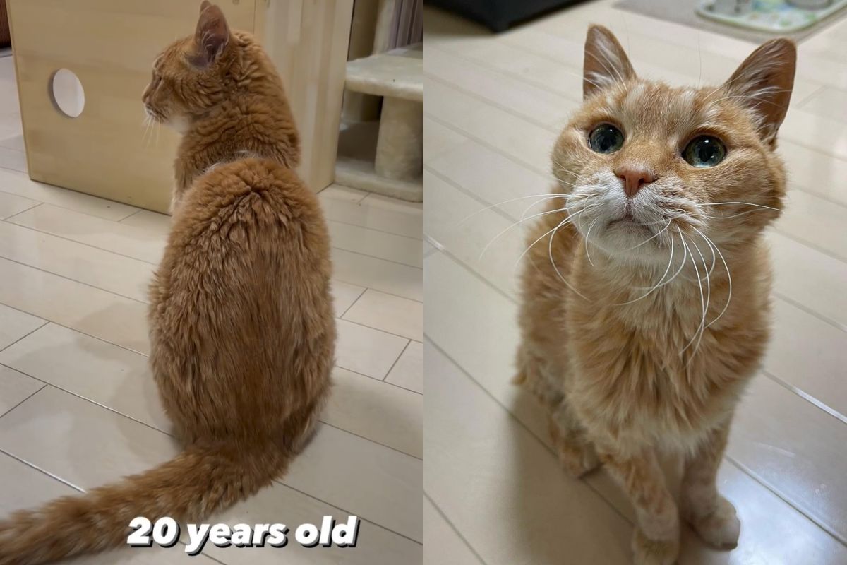 ▲老可愛！20歲長壽橘貓屁顛找主人，網友笑：「像萌萌小老虎」。（圖／Instagram：merumomerummerumo）