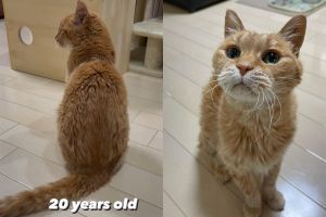 老可愛！20歲長壽橘貓「屁顛找主人」　網：像萌萌小老虎
