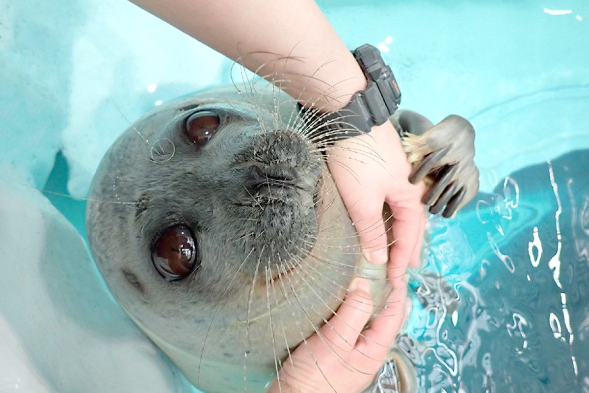 ▲主動抓住飼育員的手，撒嬌海豹眼睛閃亮像天使：「我可愛嗎？」（圖／Twitter：Osaka_Kaiyukan）