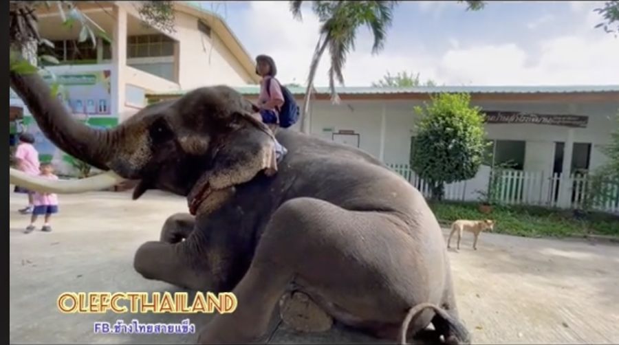 ▲女童和大象發展出超乎想像的友誼關係。（圖／翻攝自抖音）