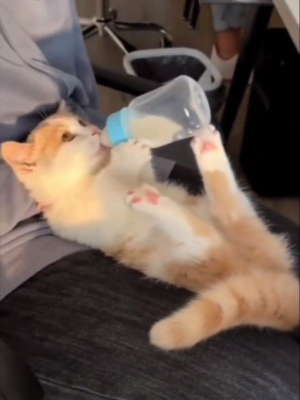 ▲鏡頭一轉，一隻橘白小貓躺在奴才大腿上，自己拿著奶瓶狂喝奶。（圖／推特帳號twitkocheng）
