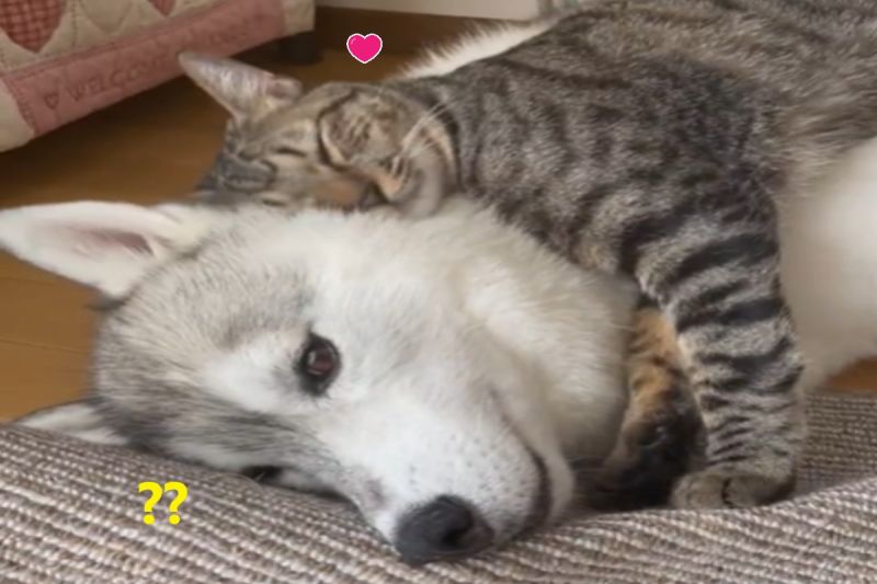 ▲日本一隻虎斑貓將哈士奇當床墊爽躺。（圖／推特帳號b09a2032c）