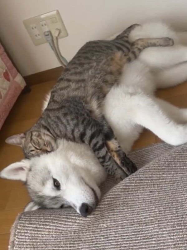 ▲Chibi長大後仍然將Yuki當成床墊躺。（圖／推特帳號b09a2032c）