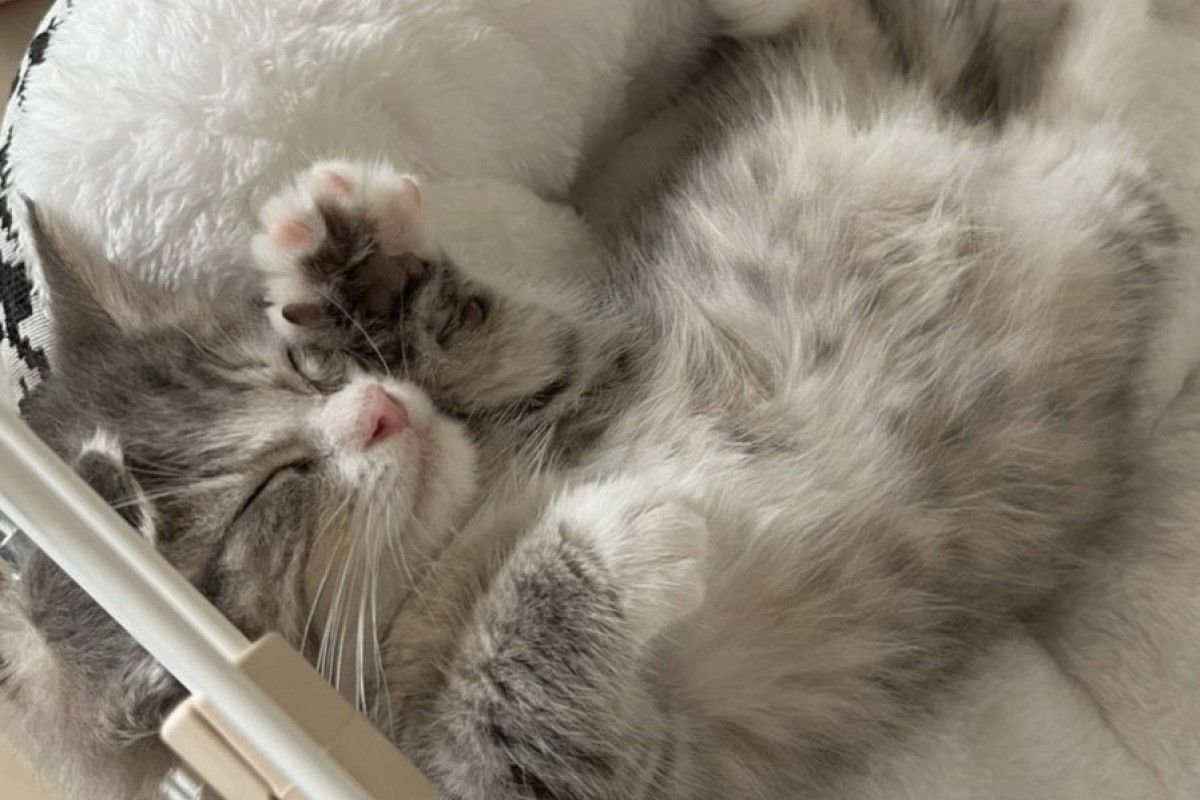 ▲小幼貓夢裡樂開花，手手努力工作，網笑：「看來是個好夢」。（圖／Twitter：shirasu0327）