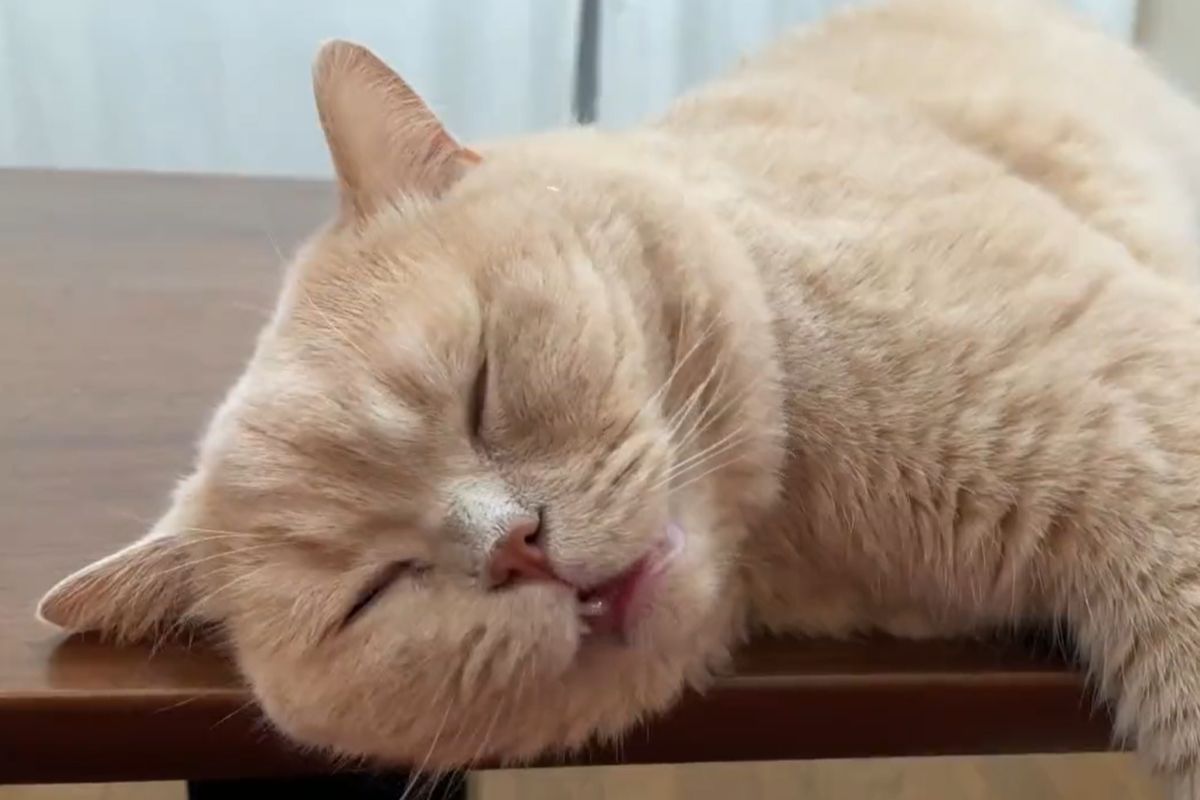 ▲睡覺中過招！貓超萌夢話連發，驚醒後傻了：「剛是夢？」（圖／Twitter：jirosan77）