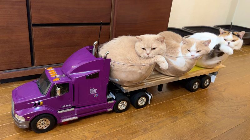▲推主家開往浴室的貓貓列車。（圖／Twitter：jirosan77）
