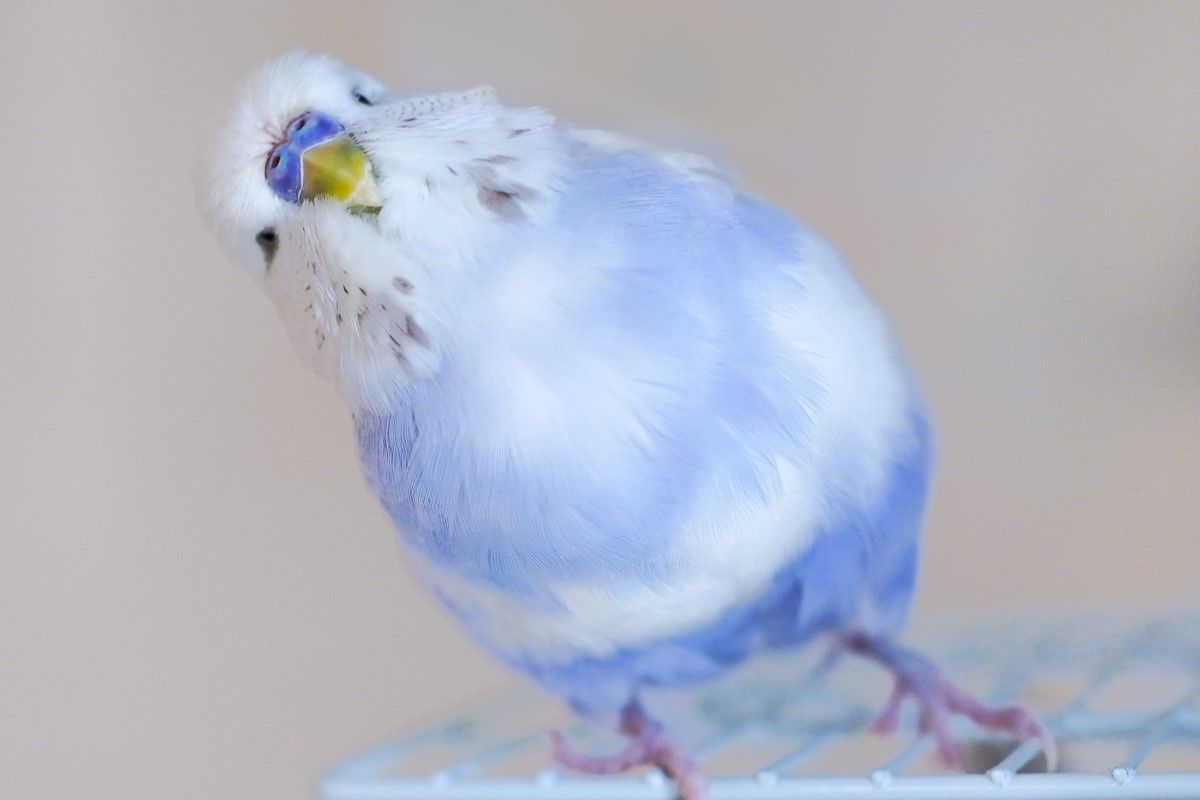 ▲巨型虎皮鸚鵡大聲宣告「我是一隻小鳥」，飼主傻眼：「我沒教牠這個啊」。（圖／Twitter：pontamapopo） 