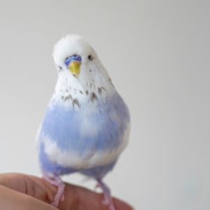 這妹子真的很漂亮耶!(圖/Twitter:pontamapopo) ▲這妹子真的很漂亮耶!(圖/Twitter:pontamapopo)