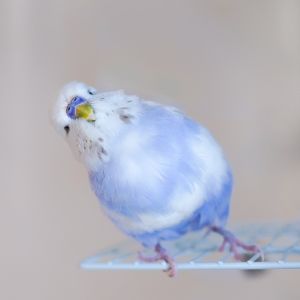 妹子賣萌。(圖/Twitter:pontamapopo) ▲妹子賣萌。(圖/Twitter:pontamapopo)