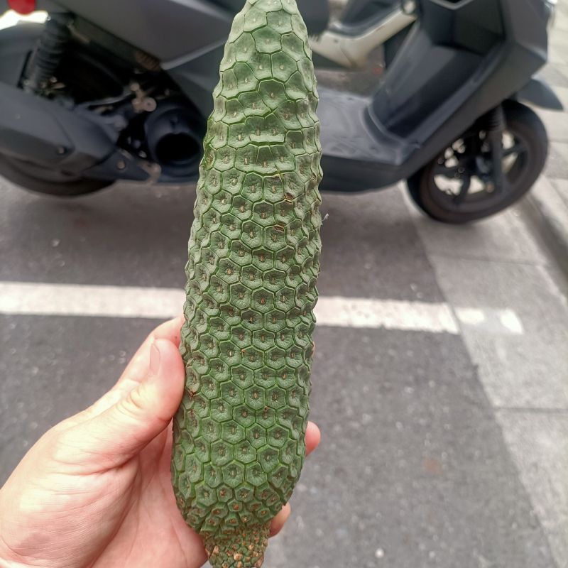 ▲網友分享鄰居送給她一樣獨特的水果，看起來像狼牙棒一樣。（圖/宜蘭知識家）