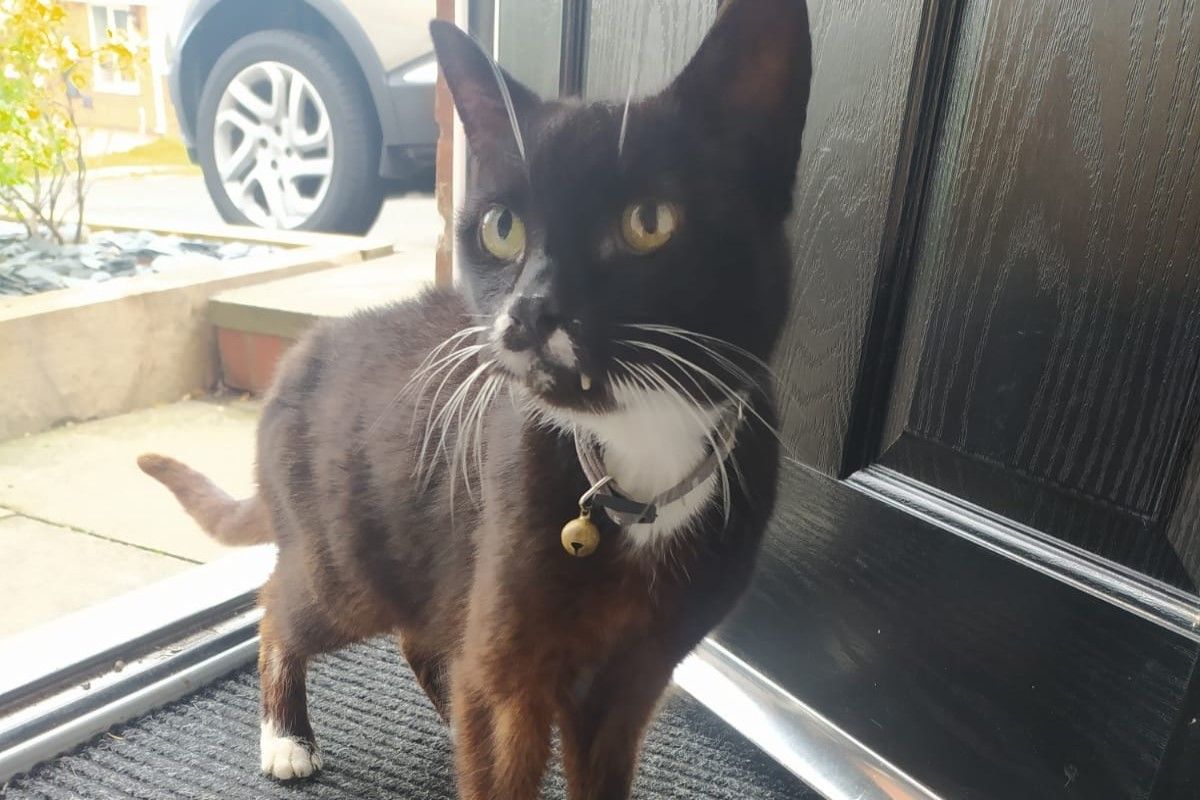 ▲國外一名女網友日前回家時，一隻貓咪竟然大剌剌地跟她進屋。（圖／FB帳號Sheree George）