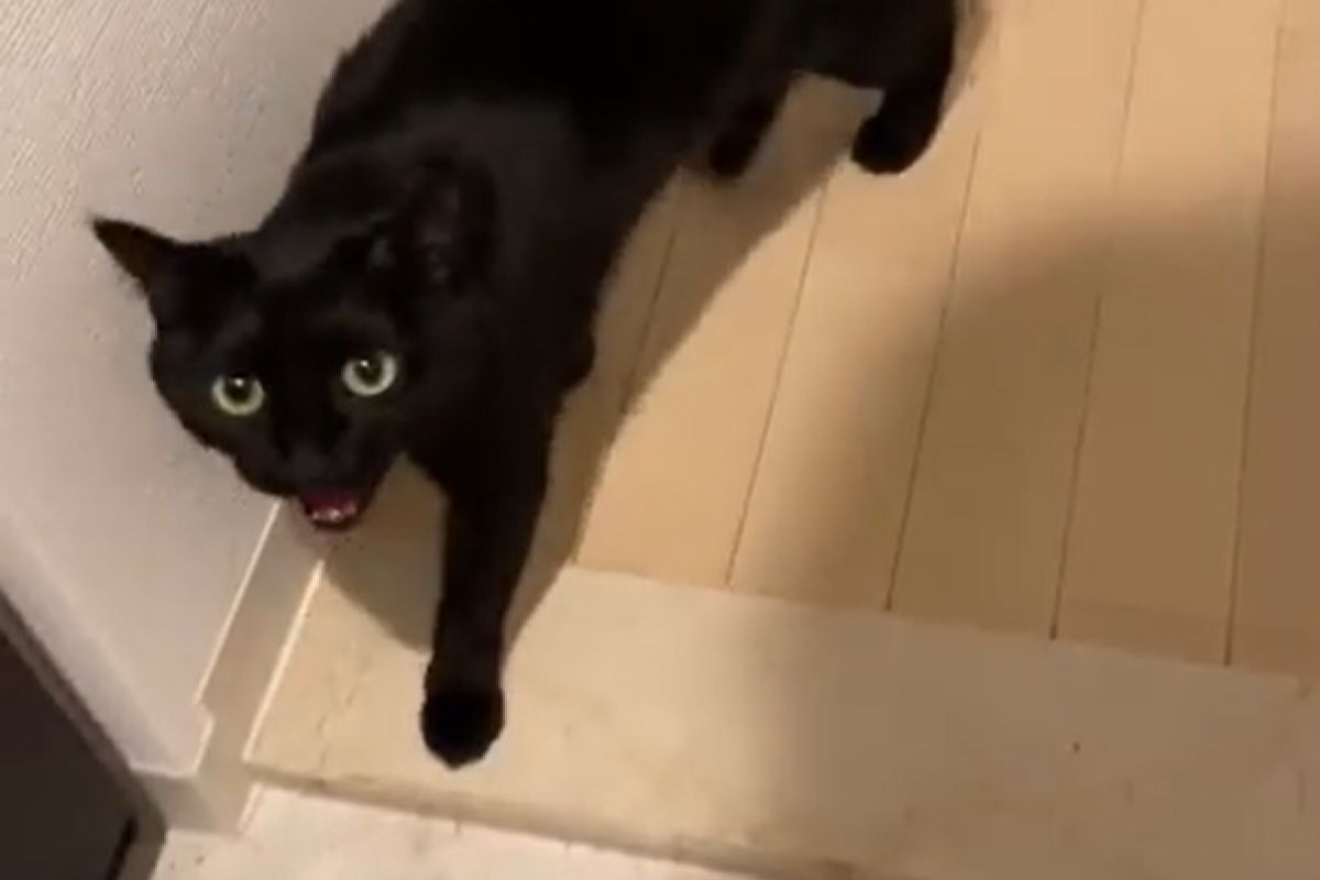 ▲主人突然出門，回家後被黑貓邊走邊念罵不停：「外面是不是有小三？」（圖／Youtube：さもじとほたねの日常）