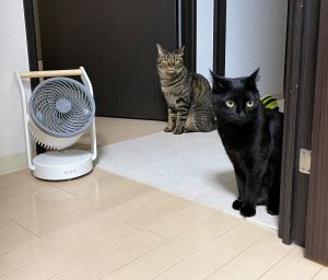 ▲日本推主養了兩隻貓。（圖／Twitter：samosamosamoji）