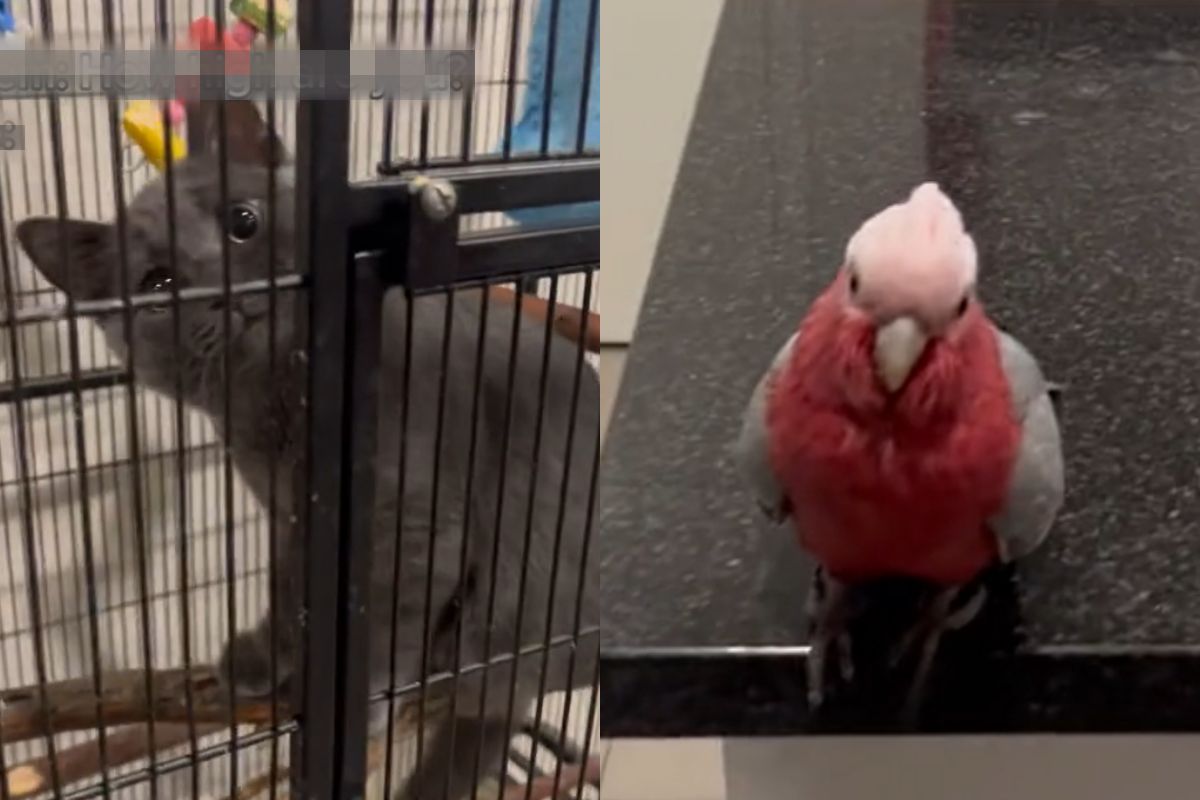 ▲飼主家同時養鳥又養貓，喵喵習性錯亂，竟坐在鳥籠裡的橫木上休息。（圖／TiKTok：sajad.hus）