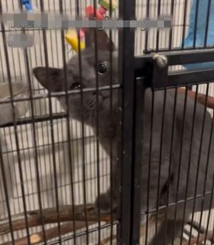 貓:怎麼了嗎?我本來就住這啊!(圖/TiKTok:sajad.hus) ▲貓:怎麼了嗎?我本來就住這啊!(圖/TiKTok:sajad.hus)