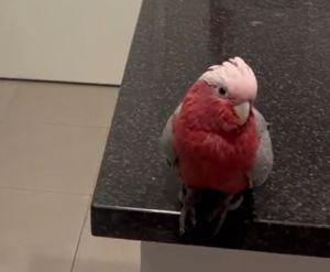 鳥寶:傻眼(=_=)……。(圖/TiKTok:sajad.hus) ▲鳥寶:傻眼(=_=)……。(圖/TiKTok:sajad.hus)