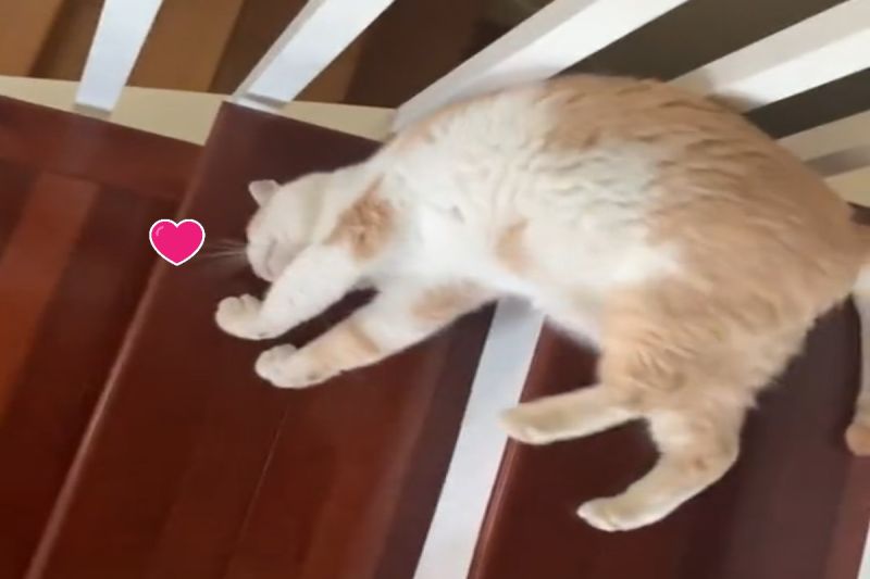 ▲國外一隻橘白貓以「波浪式」下樓梯。（圖／TikTok帳號rlynneg）