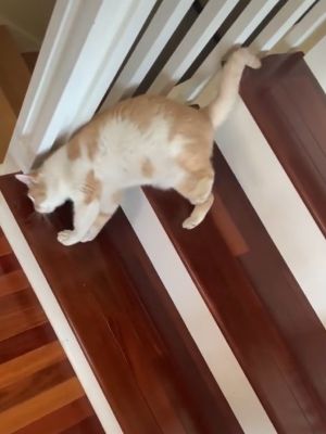 ▲瑞奇：這樣下樓梯好輕鬆啊！（圖／TikTok帳號rlynneg）