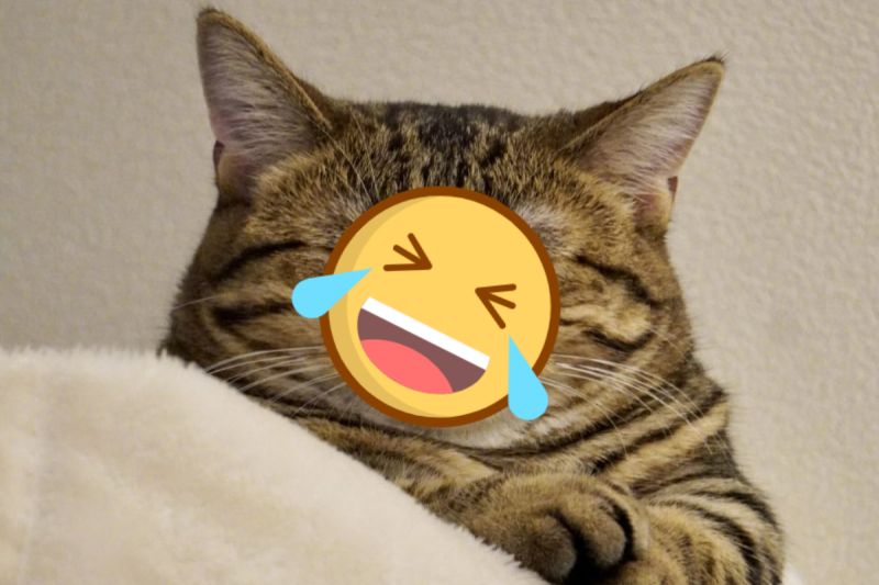 ▲一隻貓咪正在打瞌睡，模樣卻看起來像「老僧入定」。（圖／推特帳號monamofumofu）