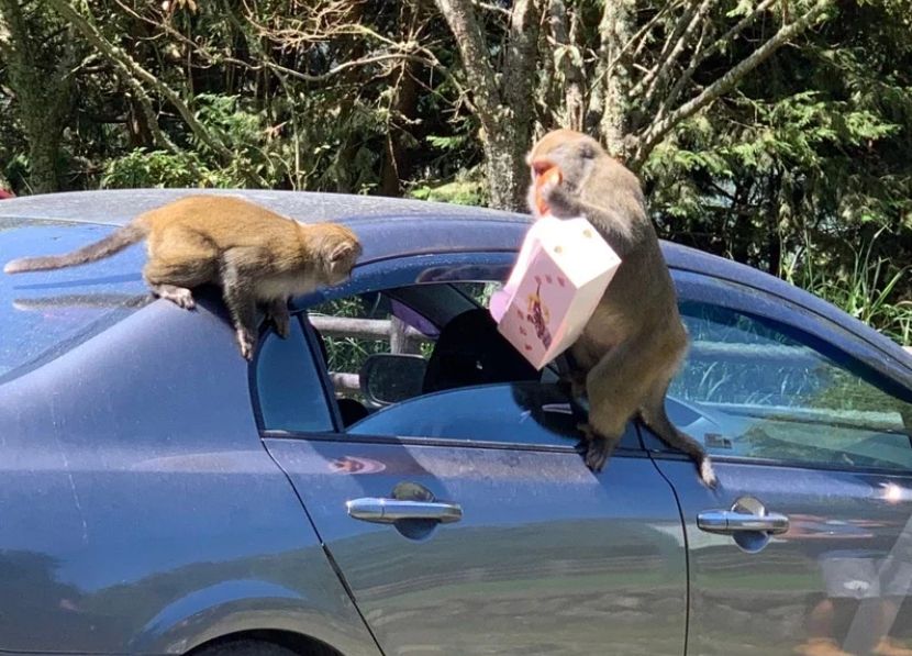 ▲玉山塔塔加地區台灣獼猴多，不時傳出猴群闖入車內搶食物，甚至有遊客被抓傷。（圖／玉管處提供）