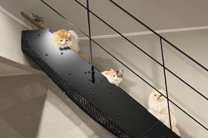夏季限定!飼主目睹「4主子開會中」 網:神秘魔法陣? ▲飼主家的4隻貓咪,經常集體行動。(圖/推特帳號potechi_nikki)