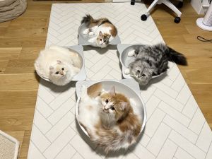 夏季限定!飼主目睹「4主子開會中」 網:神秘魔法陣? ▲日前飼主買了貓鍋,沒想到貓咪們全都乖乖各自窩在裡面,還面對面地在「開會」!(圖/推特帳號potechi_nikki)