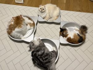 夏季限定!飼主目睹「4主子開會中」 網:神秘魔法陣? ▲貓:不管奴才了,我們先來討論,晚餐該怎麼樣讓奴才多加罐罐吧!(圖/推特帳號potechi_nikki)
