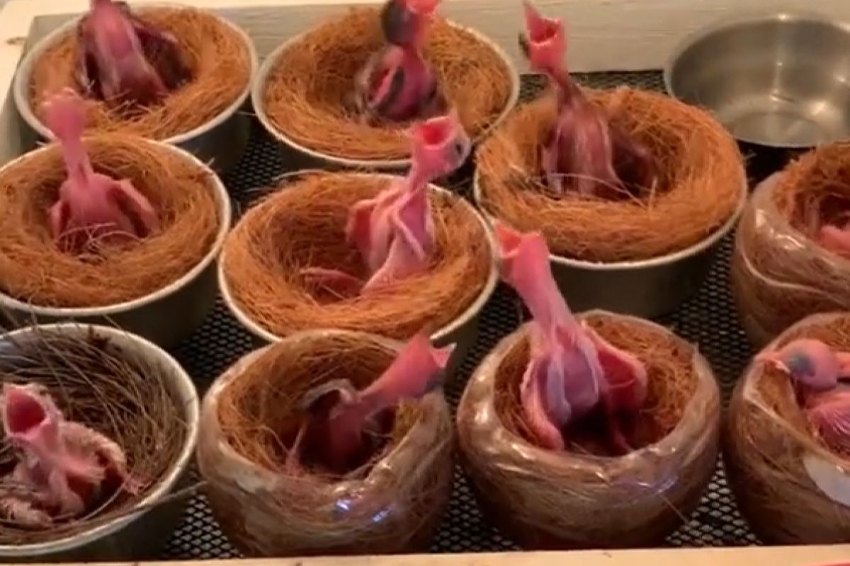 ▲雛鳥們跳「搖頭舞」求食，吃完1反應惹爆笑：「好有成就感」。（圖／Facebook：RaisingChicken）