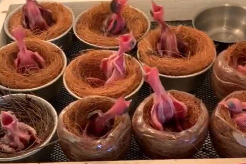 雛鳥們跳「搖頭舞」求食!吃完1反應惹爆笑:好有成就感