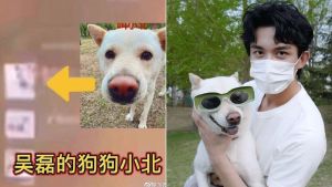 ▲網友繼續猜測聊天對象的頭像為吳磊的愛犬小北。（圖/取自東方網娛樂微博、吳磊微博）