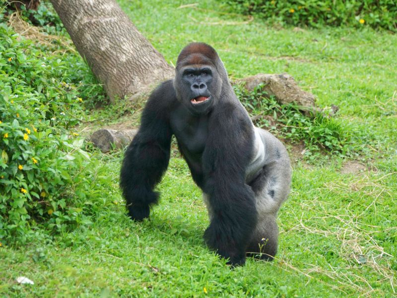 ▲金剛猩猩群中的主要雄性迪亞哥，在休息時間常成為兒子們的大型玩具。（圖／臺北市立動物園提供,詹德川攝）
