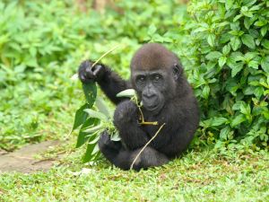 Jabali:食物都是我的!(圖/臺北市立動物園提供,詹德川攝) ▲Jabali:食物都是我的!(圖/臺北市立動物園提供,詹德川攝)