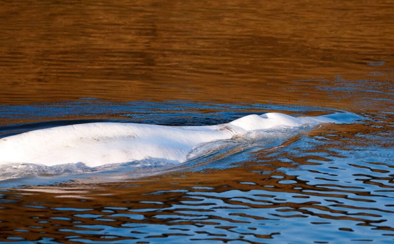 白鯨誤闖法國塞納河已脫困　恐仍有生命危險
