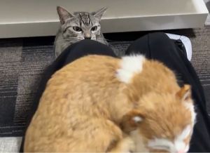 Totomaru:我忍不了了!哪裡來的小三!(圖/Twitter:totomaru_hanmi) ▲Totomaru:我忍不了了!哪裡來的小三!(圖/Twitter:totomaru_hanmi)