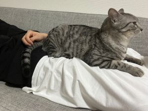 Totomaru:以後你的身上只能給我和Hanmi躺,懂嗎?(圖/Twitter:totomaru_hanmi) ▲Totomaru:以後你的身上只能給我和Hanmi躺,懂嗎?(圖/Twitter:totomaru_hanmi)