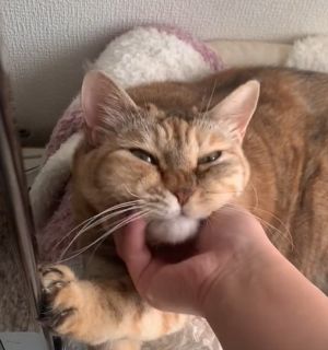 這肉肉軟軟的臉看起來好好捏啊!(圖/TiKTok:0930_24_) ▲這肉肉軟軟的臉看起來好好捏啊!(圖/TiKTok:0930_24_)