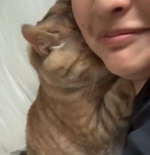 主人被Nochi強大的磨蹭撒嬌功逗笑。(圖/TiKTok:0930_24_) ▲主人被Nochi強大的磨蹭撒嬌功逗笑。(圖/TiKTok:0930_24_)
