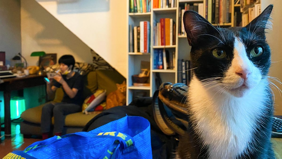 ▲位於台北士林的吳謝私廚，工作室裡面有4隻貓咪，擔任海鮮品質把關員的神聖工作。（圖／Jin提供）