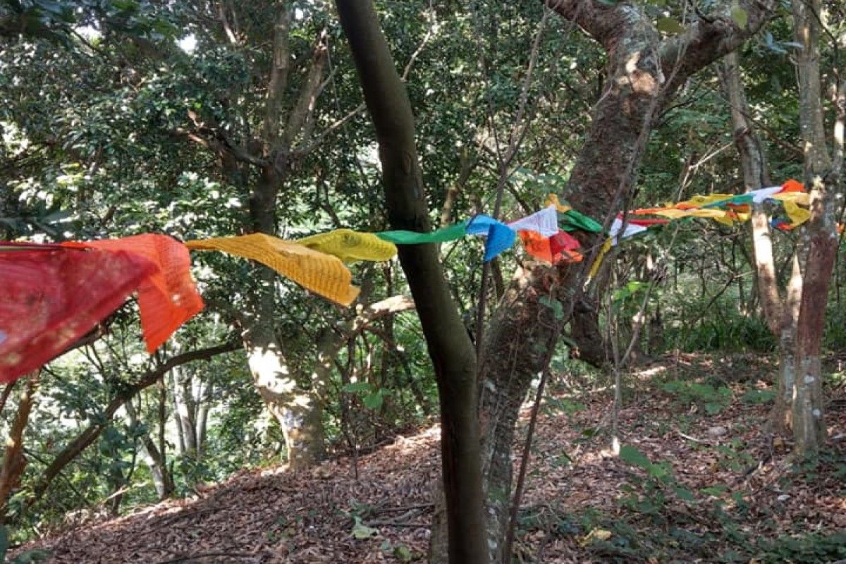 ▲一名網友在爬山時看見樹上綁著五顏六色的布條，好奇詢問其涵義。（圖／翻攝自《爆系知識家》）