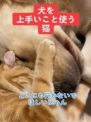 兩隻感情極好,臉貼臉睡覺就是牠們的日常。(圖/TiKTok:hugairagolden) ▲兩隻感情極好,臉貼臉睡覺就是牠們的日常。(圖/TiKTok:hugairagolden)