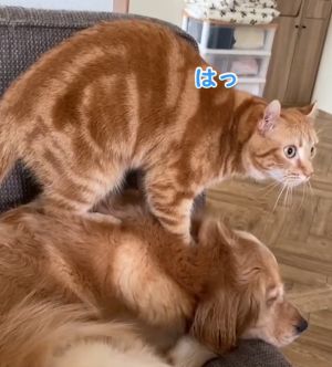 橘貓偶爾還會幫Hagumi按摩呢!(圖/TiKTok:hugairagolden) ▲橘貓偶爾還會幫Hagumi按摩呢!(圖/TiKTok:hugairagolden)